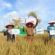 Bupati Kutim, Ardiansyah Sulaiman dilahan pertanian warga yang sedang panen (foto: gayamnews)